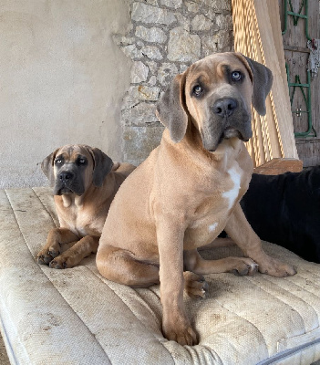 De Cinq Peyres - Cane Corso - Portée née le 02/07/2023