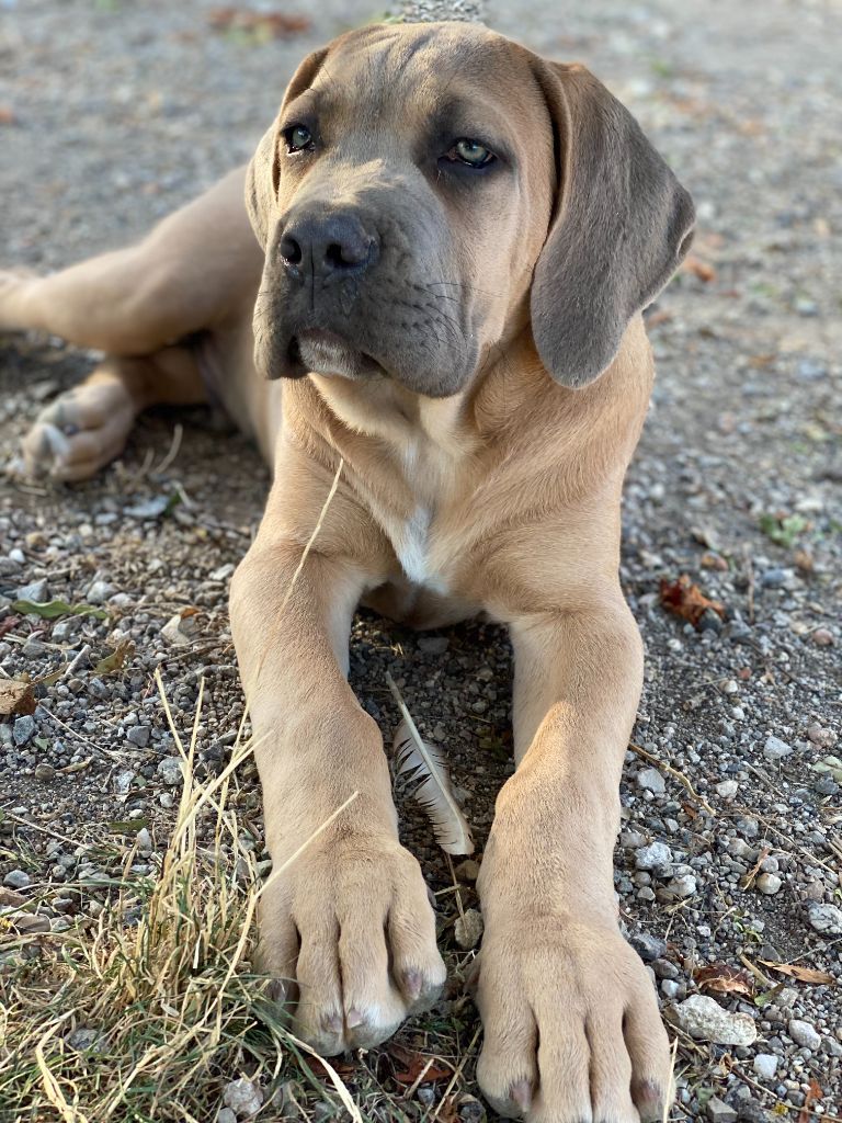 De Cinq Peyres - Chiots disponibles - Cane Corso